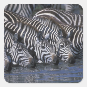 Adesivo Quadrado Reserva do jogo de África, Kenya, Mara do Masai,