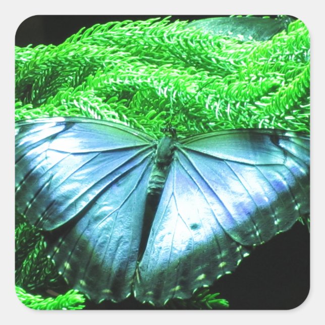 Adesivo Quadrado Respiração Tomando Borboleta Azul Iridescente (Frente)