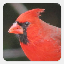 Adesivo Quadrado Retrato Cardinal - Pássaro