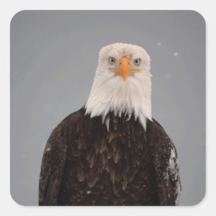 Adesivo Quadrado Retrato de Águia Americana na Neve, Haliaeetus