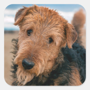 Adesivo Quadrado Retrato de Airedale Terrier 2