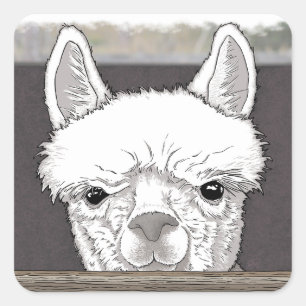 Adesivo Quadrado Retrato de Alpaca