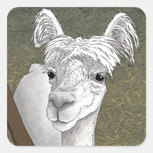 Adesivo Quadrado Retrato de Alpaca 2