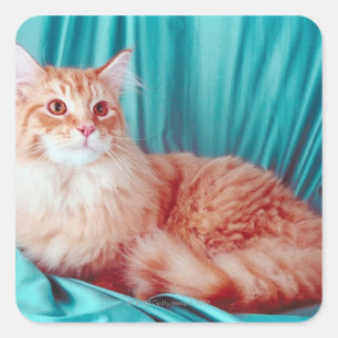 Adesivo Quadrado Retrato de gato