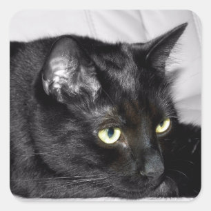 Adesivo Quadrado Retrato de Gato Preto Cinto