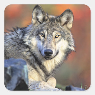 Adesivo Quadrado Retrato de Lobo