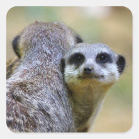 Retrato de merkats ou de suricatos