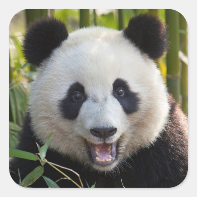 Adesivo Quadrado Retrato de Panda Sorridente (Frente)