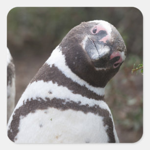 Adesivo Quadrado Retrato de pinguim magelânico