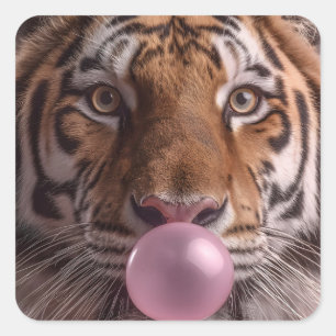 Adesivo Quadrado Retrato de Tigre de Bengala soprando Bubblegum Ros