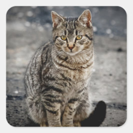 Adesivo Quadrado Retrato de um gato
