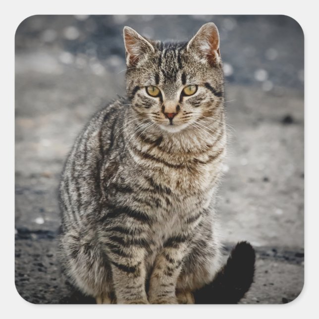 Adesivo Quadrado Retrato de um gato (Frente)