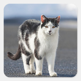 Adesivo Quadrado Retrato de um gato