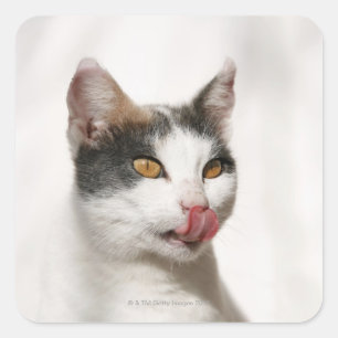 Adesivo Quadrado Retrato de um gato branco lamber