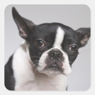 Adesivo Quadrado Retrato do cão