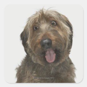 Adesivo Quadrado Retrato do cão de Briard