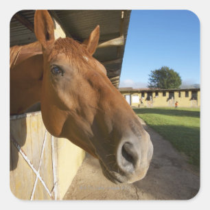 Adesivo Quadrado Retrato do cavalo, Suazilândia, África do Sul