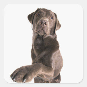 Adesivo Quadrado Retrato do estúdio do chocolate Labrador