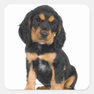 Adesivo Quadrado Retrato do estúdio do filhote de cachorro de