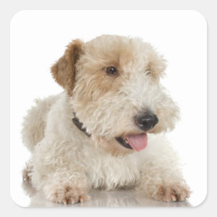 Adesivo Quadrado Retrato do estúdio do filhote de cachorro Wheaten