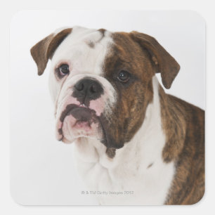 Adesivo Quadrado Retrato do filhote de cachorro bonito do buldogue