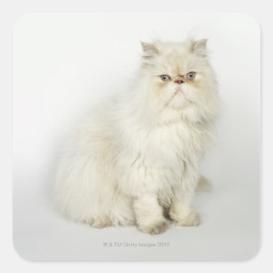 Adesivo Quadrado Retrato do gato persa