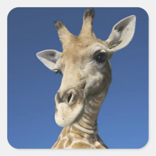 Adesivo Quadrado Retrato do girafa (Giraffa Camelopardalis) 2