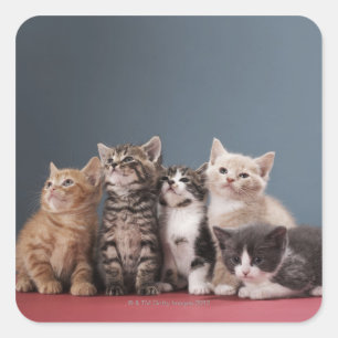 Adesivo Quadrado Retrato do grupo de gatinhos