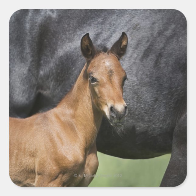 Adesivo Quadrado retrato do polo marrom (Frente)