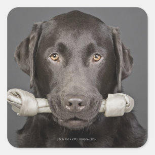 Adesivo Quadrado Retrato Studio de carregando de chocolate labrador