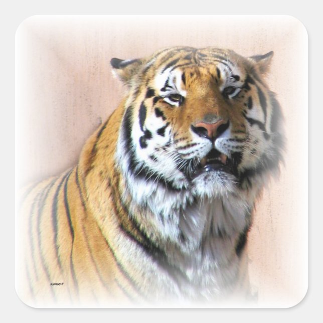 Adesivo Quadrado Retrato Tiger (Frente)