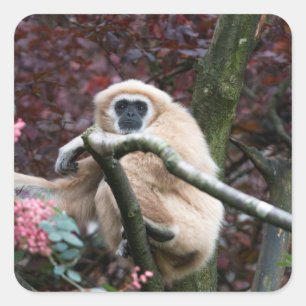 Adesivo Quadrado Retretação de Escarlate de Lar Gibbon