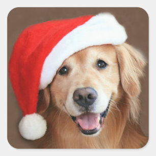 Adesivo Quadrado Retriever de ouro com Santa Hat