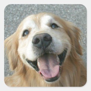 Adesivo Quadrado Retriever de Ouro sorridente