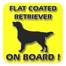 Retriever Revestido Plano
