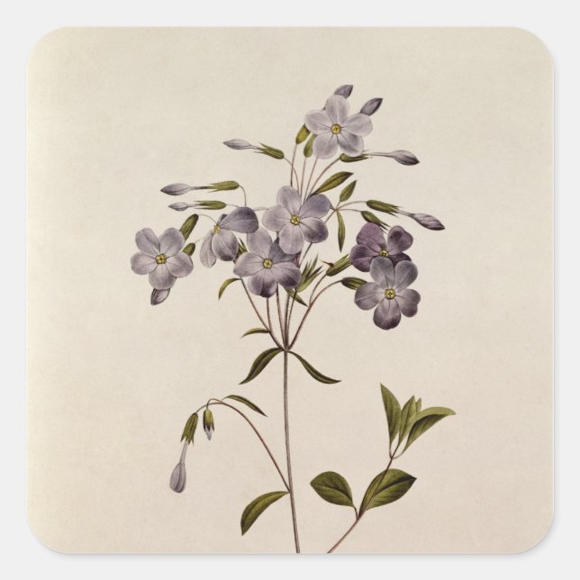 Adesivo Quadrado Retritos Phlox (Frente)