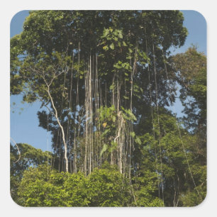 Adesivo Quadrado Rewa River edge RainForest Guiana