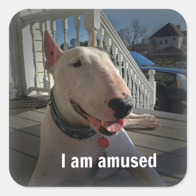 Adesivo Quadrado Rex, a TV Terrier I am Amused sticker (Frente)