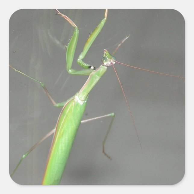 Adesivo Quadrado Rezando Mantis (Frente)