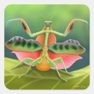 Adesivo Quadrado Rezando Mantis Exibindo