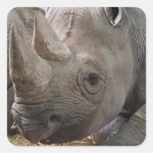 Adesivo Quadrado Rhino Sticker