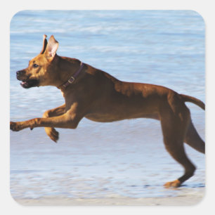 Adesivo Quadrado Rhodesian Ridgeback - pulo