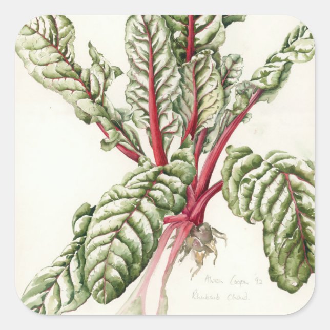 Adesivo Quadrado Rhubarb Chard 1992 (Frente)