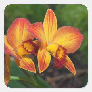 Adesivo Quadrado Rhyncattleanthe Love Tapeçaria