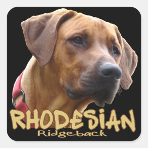 Adesivo Quadrado Ridgeback