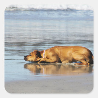 Adesivo Quadrado Ridgeback rodesiano - A água está fria?