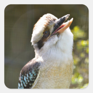 Adesivo Quadrado Rindo de Kookaburra empoleirado no Squ postal
