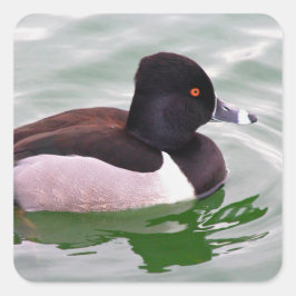 Adesivo Quadrado Ring Necked Duck