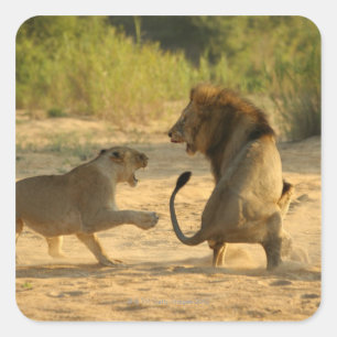 Adesivo Quadrado Rio de Timbavati, parque nacional de Kruger,