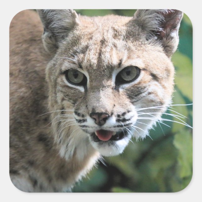 Adesivo Quadrado Robert J. Bobcat (Frente)